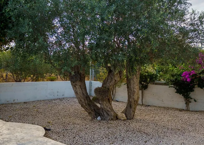 ヴィラ Olivo Maroni